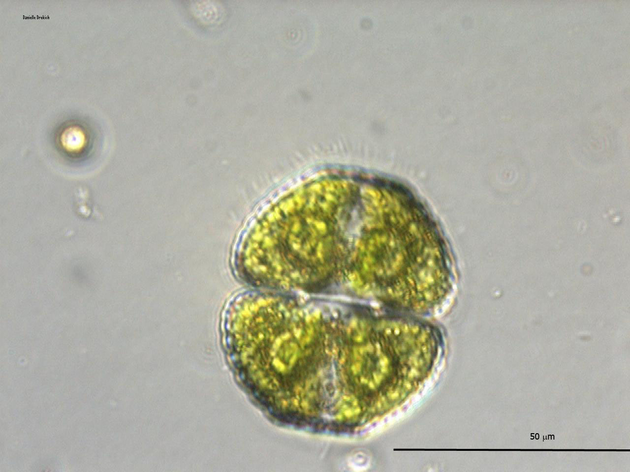 Cosmarium